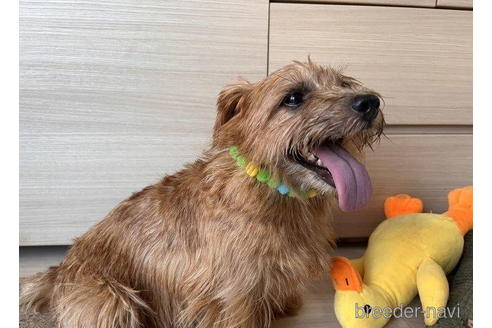 販売中のノーフォークテリアの親犬